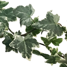 Load image into Gallery viewer, Ivy, 6.5in Hanging Basket, English Varigated
