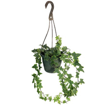 Load image into Gallery viewer, Ivy, 6.5in Hanging Basket, Gold Child

