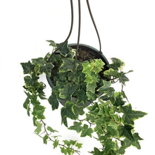 Load image into Gallery viewer, Ivy, 6.5in Hanging Basket, Gold Child

