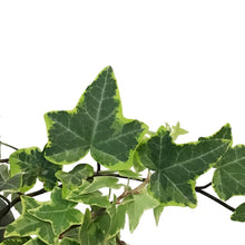 Load image into Gallery viewer, Ivy, 6.5in Hanging Basket, Gold Child
