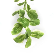 Load image into Gallery viewer, Aptenia Cordifolia, 6.5in, Varigated, HB
