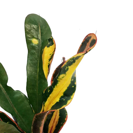 Croton, 3.5In, Mammy