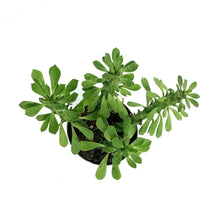 Load image into Gallery viewer, Euphorbia, 4in, Guntherthii
