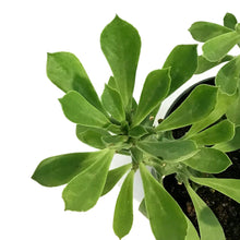 Load image into Gallery viewer, Euphorbia, 4in, Guntherthii
