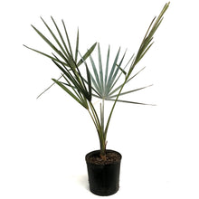 Load image into Gallery viewer, Palm, 10in, Bismarkia Silver
