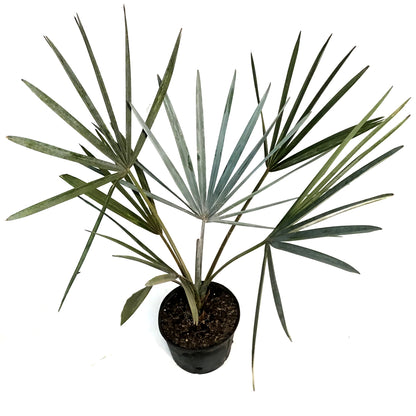Palm, 10in, Bismarkia Silver