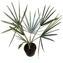 Load image into Gallery viewer, Palm, 10in, Bismarkia Silver
