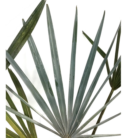 Palm, 10in, Bismarkia Silver
