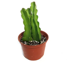 Load image into Gallery viewer, Cactus, 6in,Dragon Fruit, From Cutting
