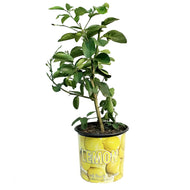 Lemon, 10in, Ponderosa