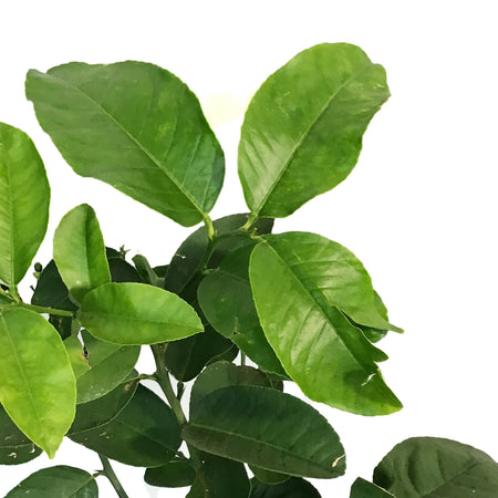 Lemon, 10in, Ponderosa