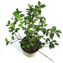 Load image into Gallery viewer, 10in Cocktail Bush, lemon/lime mix
