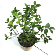 10in Cocktail Bush, lemon/lime mix