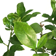 Load image into Gallery viewer, 10in Cocktail Bush, lemon/lime mix
