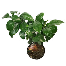 Load image into Gallery viewer, Grapefruit, 5 Gal, Ruby Red
