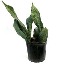 Load image into Gallery viewer, Sansevieria, 10in Shark Fin
