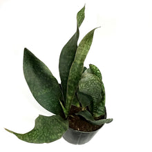 Load image into Gallery viewer, Sansevieria, 10in Shark Fin
