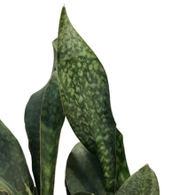 Load image into Gallery viewer, Sansevieria, 10in Shark Fin
