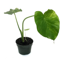 Load image into Gallery viewer, Alocasia, 4in, Gageana Aurea
