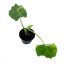 Load image into Gallery viewer, Alocasia, 4in, Gageana Aurea

