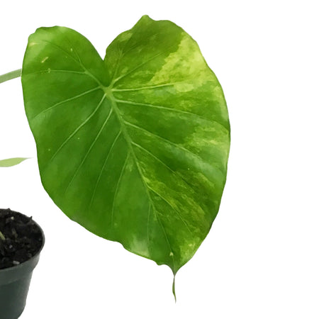 Alocasia, 4in, Gageana Aurea