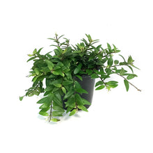 Load image into Gallery viewer, Lipstick Plant, 4in, Japhrolepis
