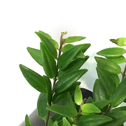 Lipstick Plant, 4in, Japhrolepis