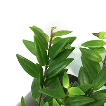 Load image into Gallery viewer, Lipstick Plant, 4in, Japhrolepis
