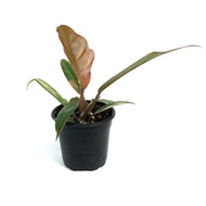 Philodendron, 4in, Caramel Marble Variegated