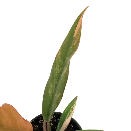 Philodendron, 4in, Caramel Marble Variegated