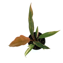 Load image into Gallery viewer, Philodendron, 4in, Caramel Marble Variegated
