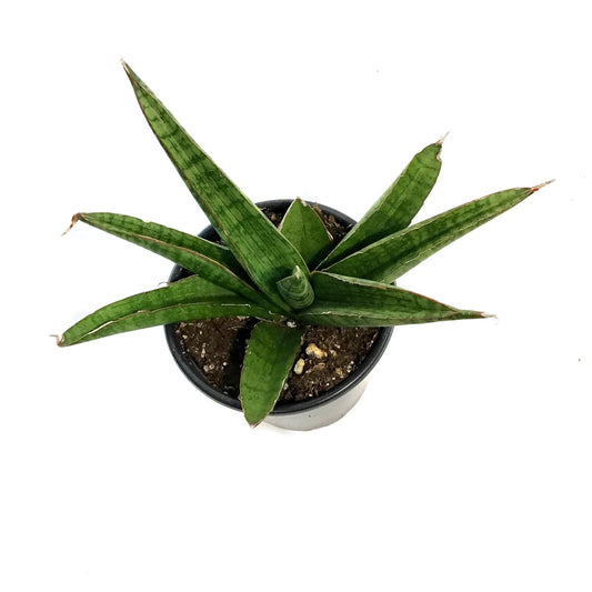 Sansevieria, 4in, Marsha Anjani
