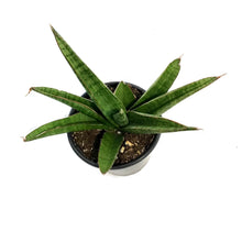Load image into Gallery viewer, Sansevieria, 4in, Marsha Anjani
