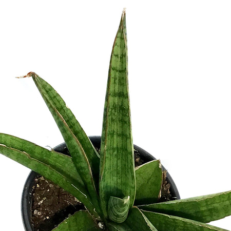 Sansevieria, 4in, Marsha Anjani