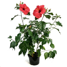 Load image into Gallery viewer, Hibiscus 8in, Red
