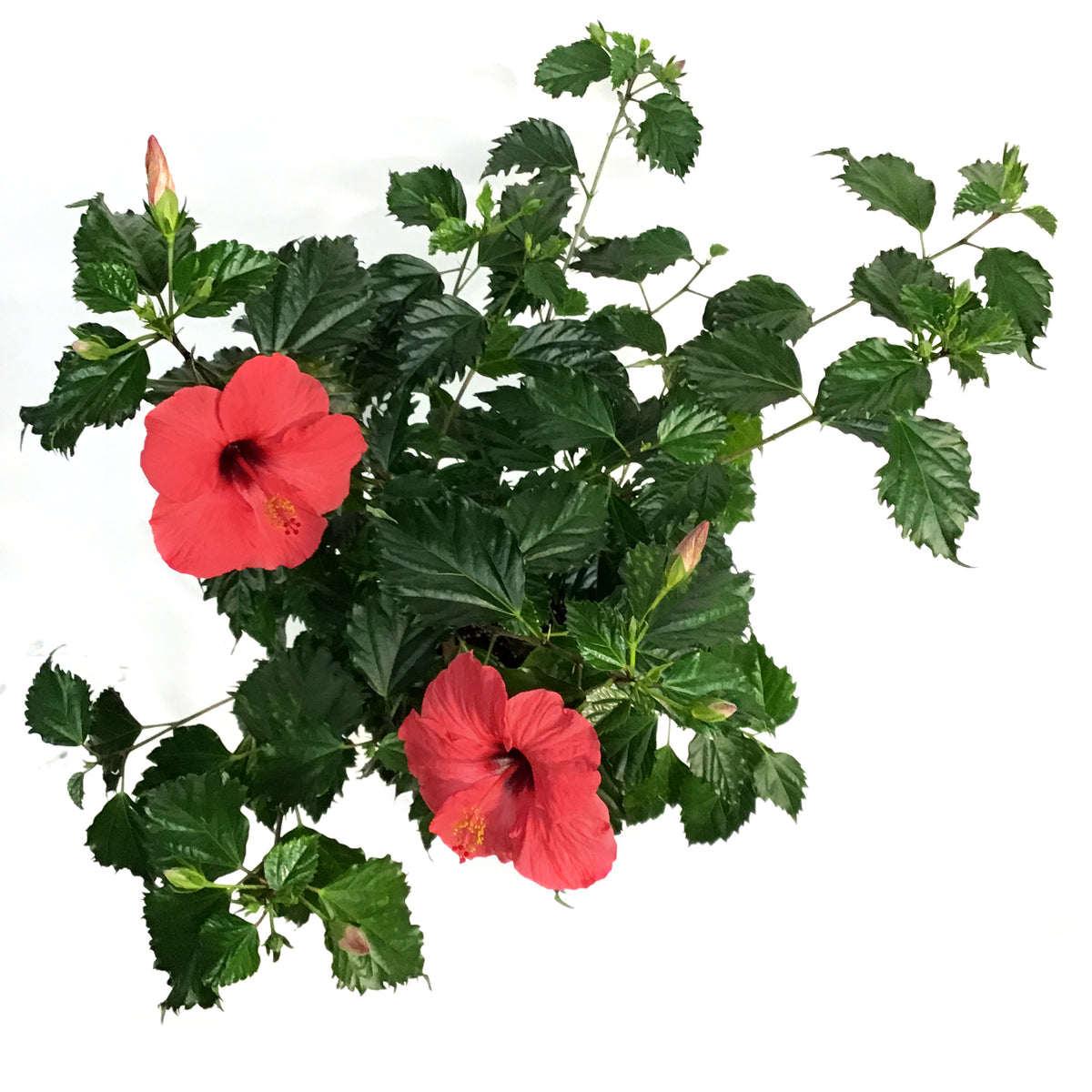 Hibiscus 8in, Red