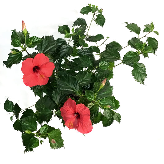 Hibiscus 8in, Red
