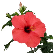 Load image into Gallery viewer, Hibiscus 8in, Red
