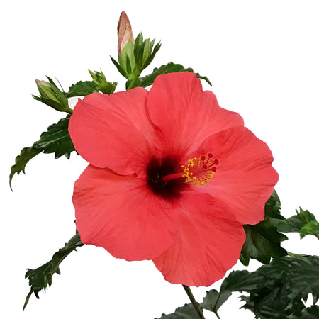 Hibiscus 8in, Red