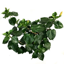 Load image into Gallery viewer, Hibiscus 8in, Yellow
