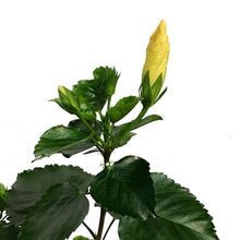 Load image into Gallery viewer, Hibiscus 8in, Yellow
