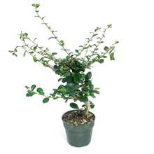 Load image into Gallery viewer, Bonsai, 5in, Fukein Tea Art
