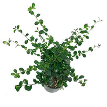 Load image into Gallery viewer, Bonsai, 5in, Fukein Tea Art
