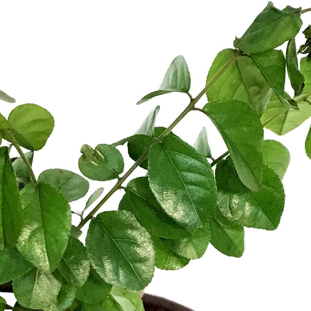 Bonsai, 5.5in, Sweet Plum