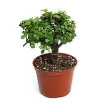 Load image into Gallery viewer, Bonsai, 6in, Mini Jade Variegated
