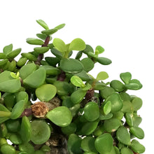 Load image into Gallery viewer, Bonsai, 6in, Mini Jade Variegated
