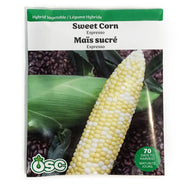 Sweet Corn - Espresso Seeds, OSC Large Pack