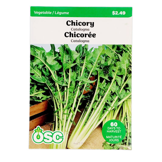 Chicory - Catalogna Seeds, OSC