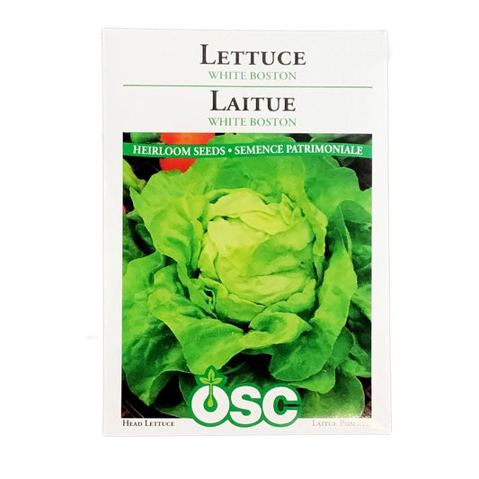 Lettuce - White Boston Seeds, OSC