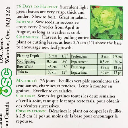 Lettuce - White Boston Seeds, OSC
